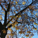 Ein Zebra im Baum