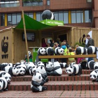 1600 Pandas in Münster